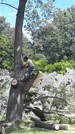 Профессиональные услуги по уходу за деревьями.
