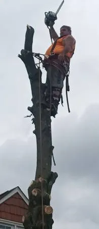 Компания Johns Complete Tree Service, застрахована. Телефон: 216-855-6612