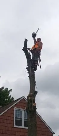 Компания Johns Complete Tree Service, застрахована. Телефон: 216-855-6612