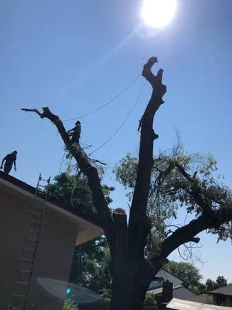 Компания Miguels Tree Triming - Lakewood, Arvada, Wheat Ridge, North Glen