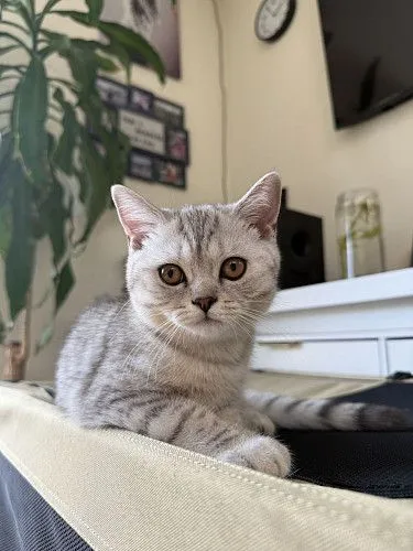 Шотландский прямоухий котенок девочка 3 месяцев 