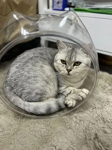 Шотландская шиншиловая кошка Лиза