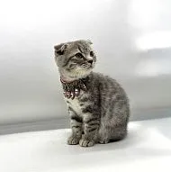 Scottish Kitten Female