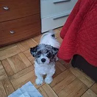 Щенки цветного йорка!!!