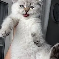 Продаются породистые  котята шотландские!!!Бруклин