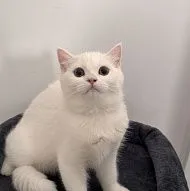 Котенок породы Scottish straight 