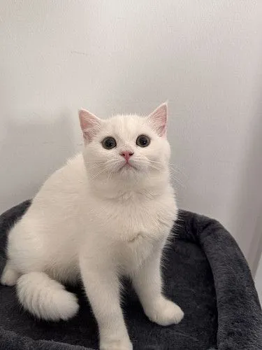 Котенок породы Scottish straight 