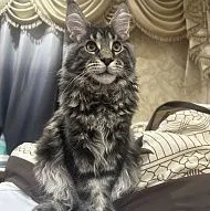 Продается кот 