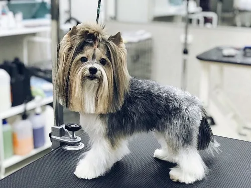 Мобильный Груминг - EMERALD PET BEAUTY MOBILE GROOMING