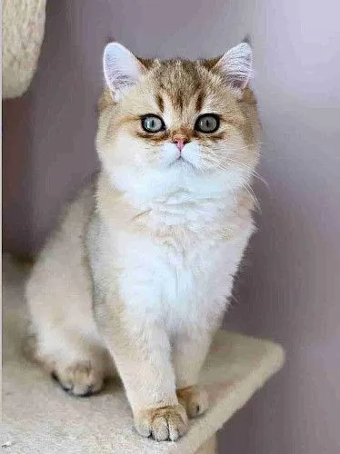 Развожу Кошек