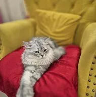 Ищем  Кошку для❤️СПАРИВАНИЯ