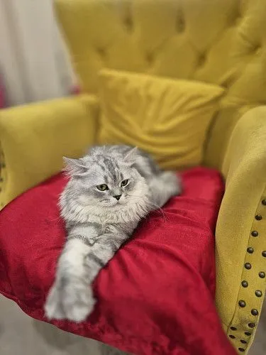 Ищем  Кошку для❤️СПАРИВАНИЯ