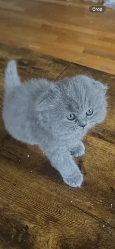 Scottish fold girl.