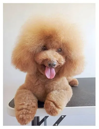 DOGS FOR LOVE Grooming