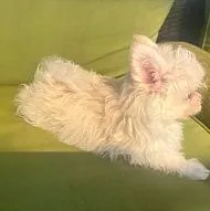 Щенки помапу