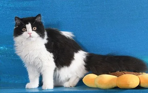 Шотландский котенок 8 месяцев с родословной, недорого