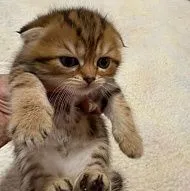 Scottish fold kittens