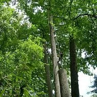 █►УСЛУГИ ПО СТРИЖКЕ ДЕРЕВЬЕВ И ОЗЕЛЕНЕНИЮ ОТ ПЕРЕСА◄█