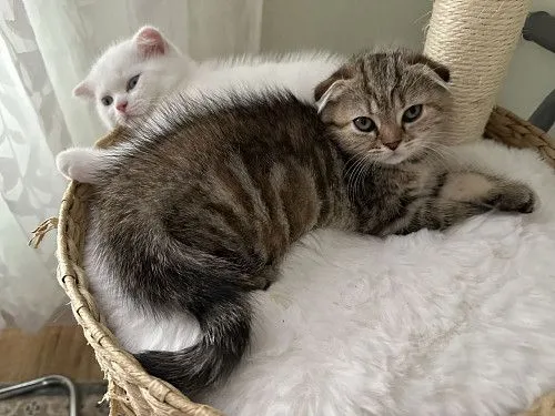 ШОТЛАНДСКИЕ КОТЯТА