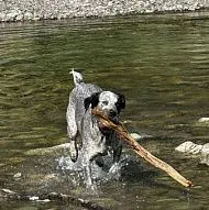 собака 1 года