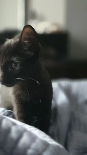 Котенок ищет дом