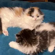 Шотландские котята 