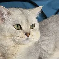 Британский кот приглашает на вязку 
