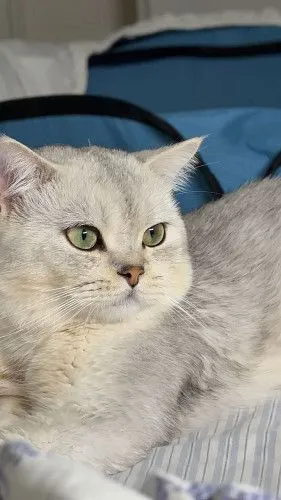 Британский кот приглашает на вязку 