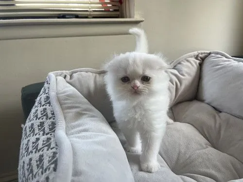 Scottish fold male kitten.