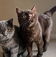 Шотландские котята и коты