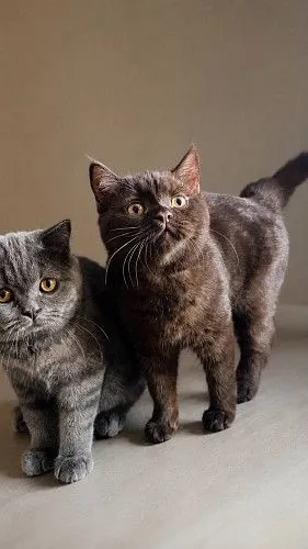 Шотландские котята и коты