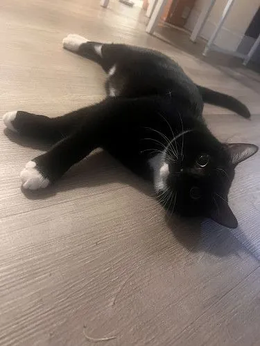 КОТИК ИЩЕТ ДОБРЫЙ ДОМ 