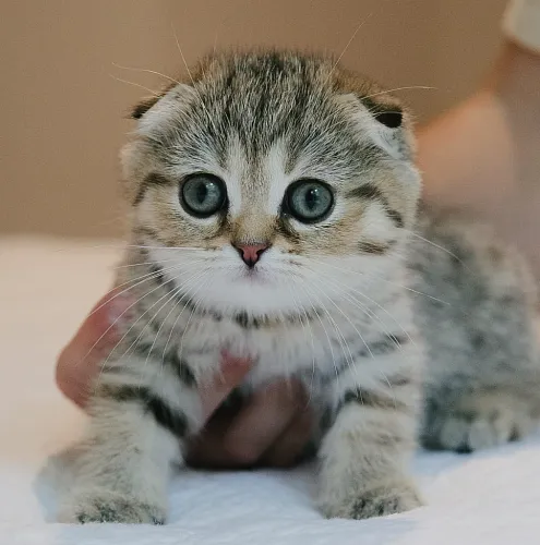 Продажа котиков Scottish fold