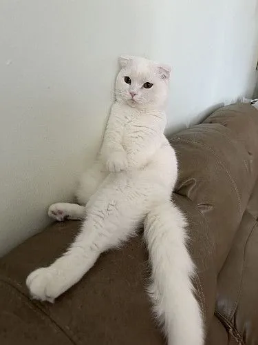 Scottish fold shorthair cat 