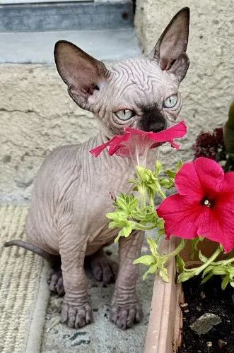 Sphynx 
