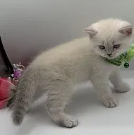 Scottish Kittens