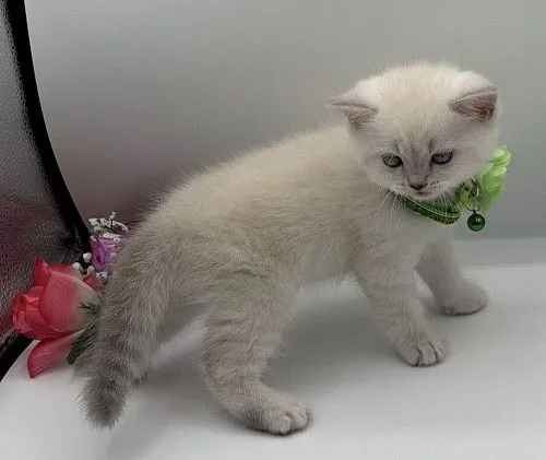Scottish Kittens