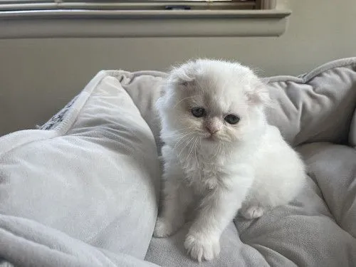 Scottish fold girl.