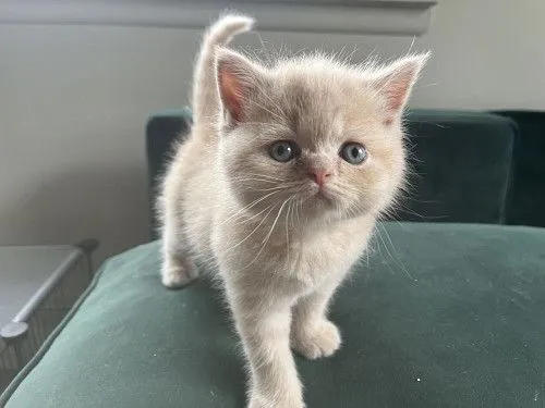 Scottish straight male kitten.