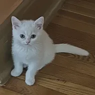 Котята!!!!!породистые!!золотые шиншилы!!серебро!! Белые,серые,,,фолд