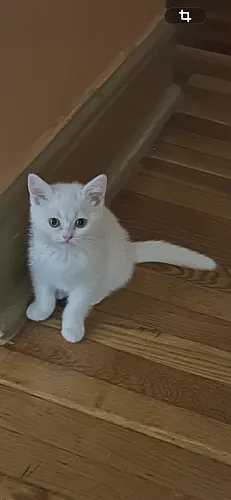 Котята!!!!!породистые!!золотые шиншилы!!серебро!! Белые,серые,,,фолд