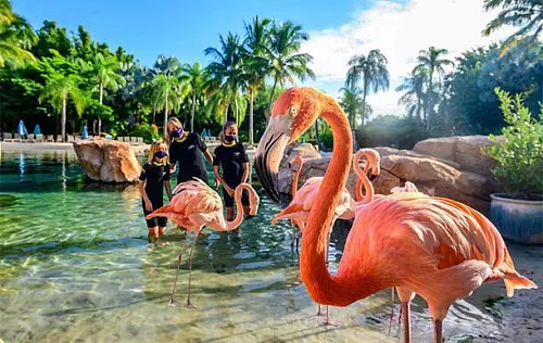 Бухта открытий (Discovery Cove)