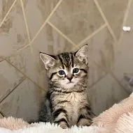 Scottish fold/straight kitten 