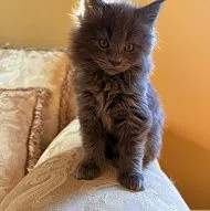 котята мейн-куна
