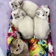 КОТЯТА ШИНШИЛОВЫЕ