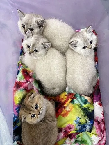 КОТЯТА ШИНШИЛОВЫЕ