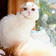 Scottish fold female 4 months  $800