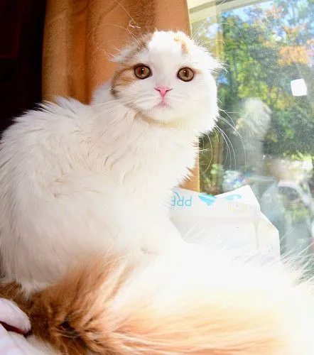 Scottish fold female 4 months  $800