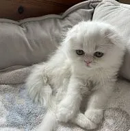 Scottish fold female.