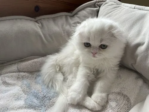 Scottish fold female.